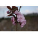 Kirsikkaluumu ’Rosea plena’ (Prunus cerasifera ’Rosea plena’)